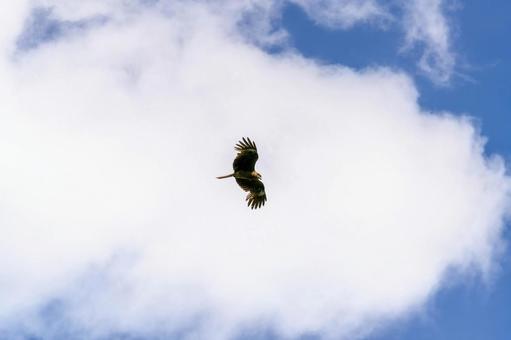 Black Kite Flying in the Sky, JPG