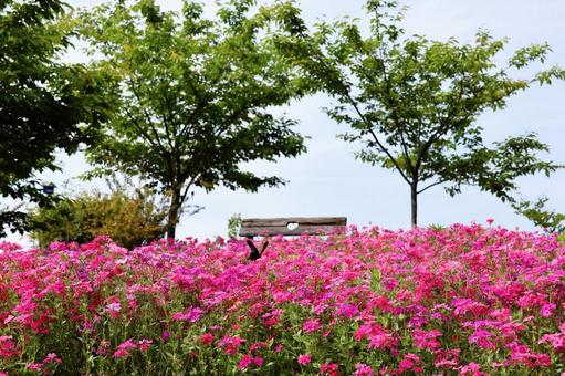 Photo, nadesico, flower, pink, 