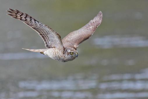 川の上を羽ばたきながら飛ぶハイタカ幼鳥 ハイタカ,灰鷹,鷂の写真素材