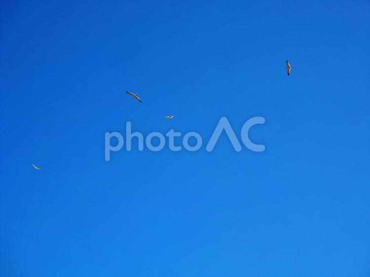 【背景素材】夏の青空とカモメちらほら 背景,青空,空の写真素材