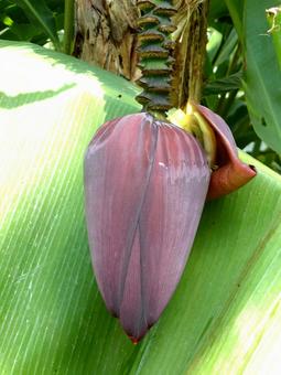 温室の天井からぶら下がるバナナの花 バナナ,花,植物の写真素材
