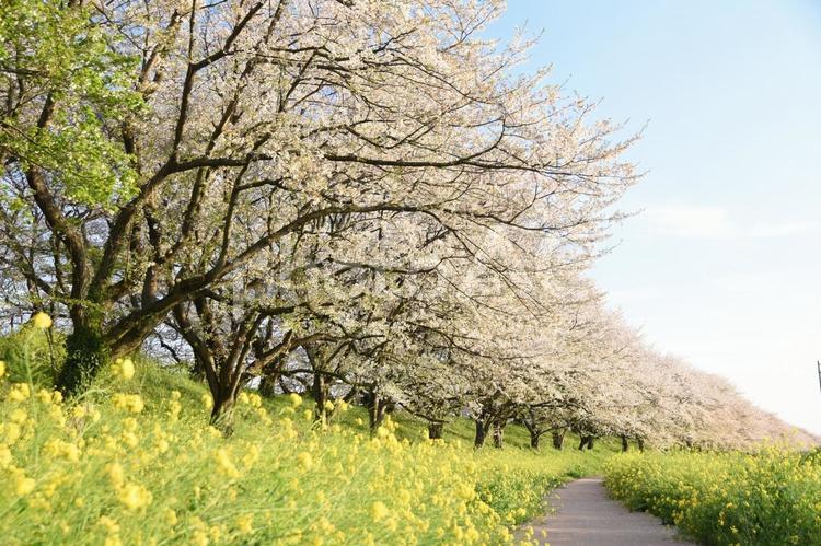 桜並木と菜の花と小道 散歩道,3月,4月の写真素材