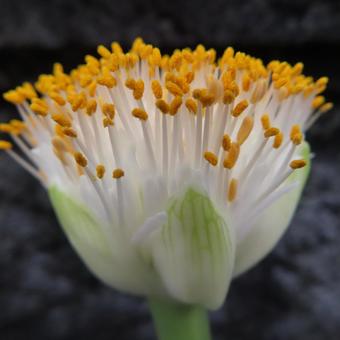 マユハケオモト（ハエマンサス）の写真