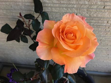 薔薇 薔薇の写真