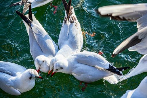 カモメの群れ カモメの群れ カモメ,鴎,鷗の写真素材