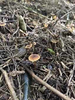 きのこ きのこ,キノコ,茸の写真素材