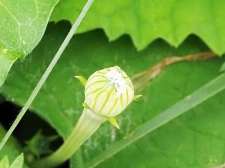 まだ未来の想像が付かないカラスウリの花 まだ未来の想像が付かないカラスウリの花 花,植物,カラスウリの写真素材