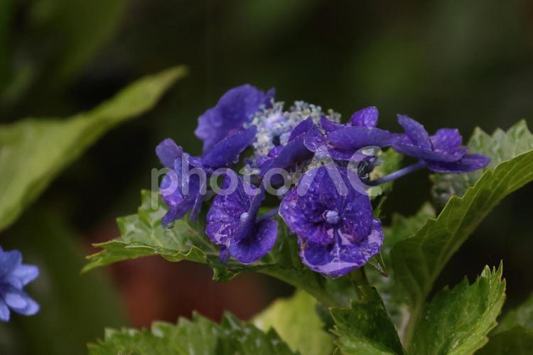 雨に濡れたアジサイ アジサイ,紫陽花,あじさいの写真素材