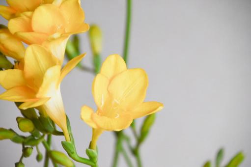 フリージア フリージア,黄色,イエローの写真素材