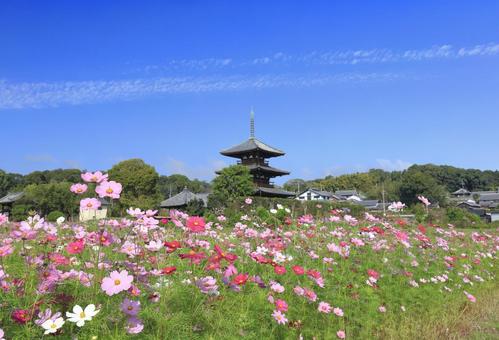法起寺 コスモス 秋 法起寺 コスモス 秋の写真