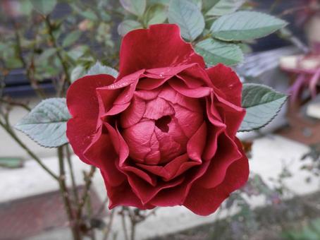 薔薇 薔薇の写真