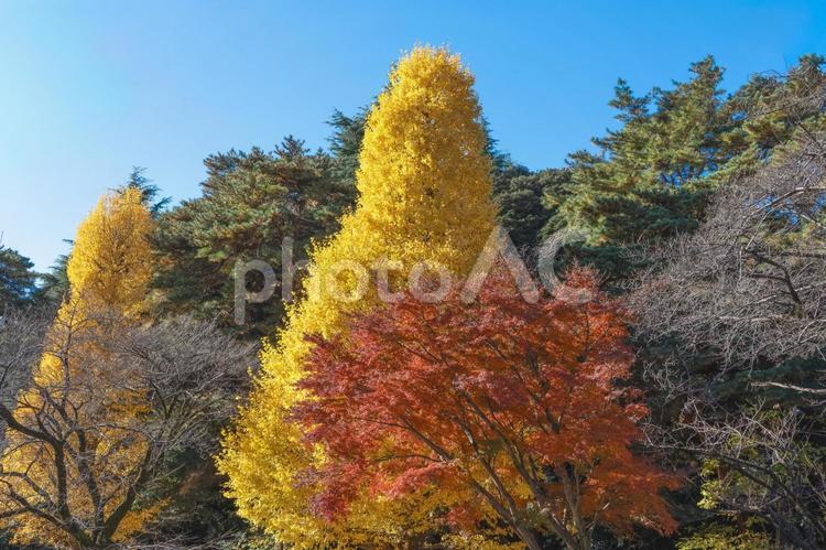 国立市大学通りのイチョウ 四季の写真,東京,国立市の写真素材