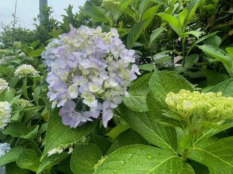 紫陽花 梅雨 雨粒 紫 雨模様 紫陽花 梅雨 雨粒 紫 雨模様の写真