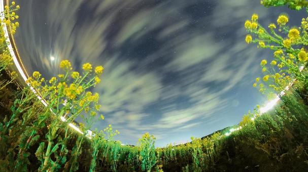 夜の菜の花と星空 夜の菜の花と星空の写真