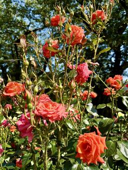 美しいものには棘がある 美しいものには棘がある バラ,ローズ,花の写真素材