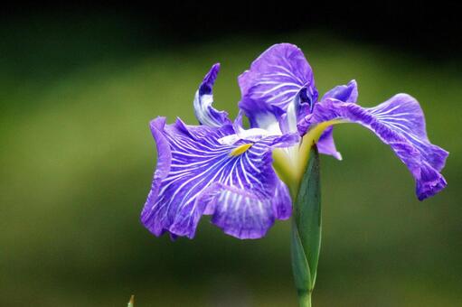 花菖蒲-61の写真