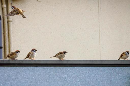 スズメの若鳥(41) 鳥,スズメ,若鳥の写真素材