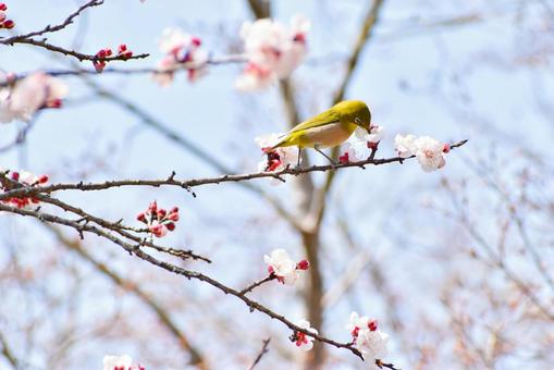 梅とメジロ 梅,花,ピンクの写真素材