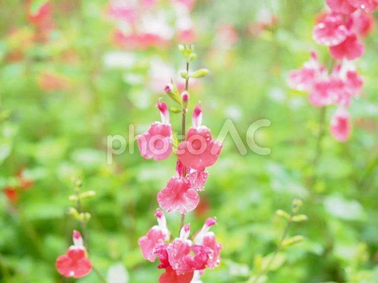 雨上がりのピンク色に咲く花 花,花畑,花壇の写真素材