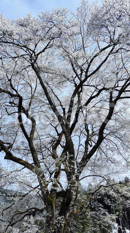 根尾谷淡墨桜 根尾谷淡墨桜,桜,春の写真素材