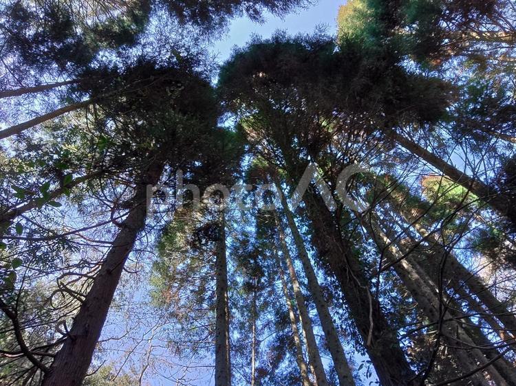 見上げた林 木,自然,山の写真素材