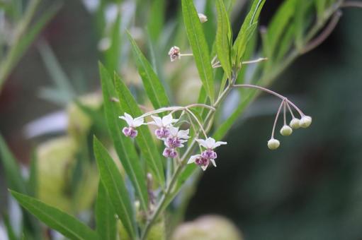 緑の葉と小さな花のフウセントウワタの花 緑,葉,小さな花の写真素材