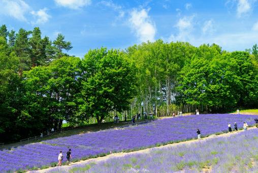ラベンダー畑 ラベンダー畑,ラベンダー,花の写真素材