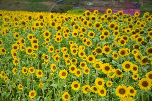 整列したひまわり達 整列したひまわり達の写真