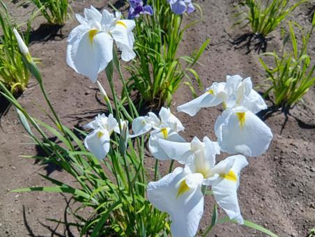 Iris at Iwamizawa City's Iris Park, JPG