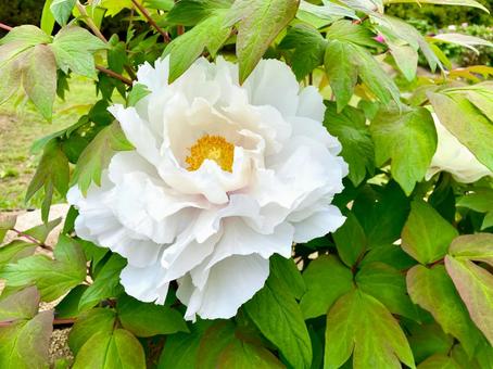 ボタンの花 白 ボタンの花 白 牡丹,ボタン,ぼたんの写真素材