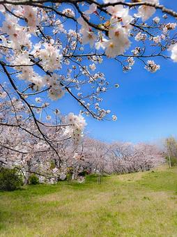 桜と原っぱ 桜と原っぱの写真