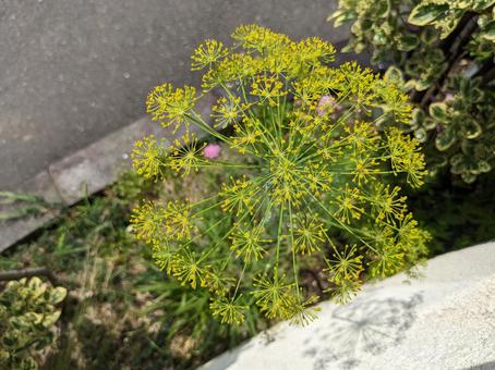 ディルの花 ディル,ディルの花,ハーブの写真素材