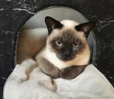 シャム仔猫 シャム仔猫 仔猫,猫,シャムの写真素材