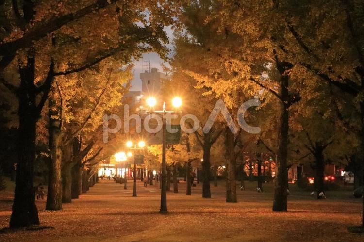 夜のイチョウ並木 夜景,日没,夜の写真素材