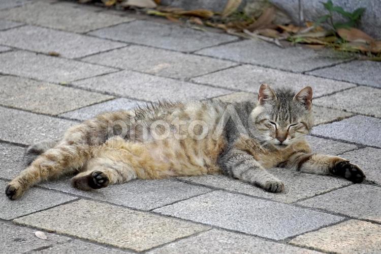 まったり野良猫 ねこ,ネコ,catの写真素材