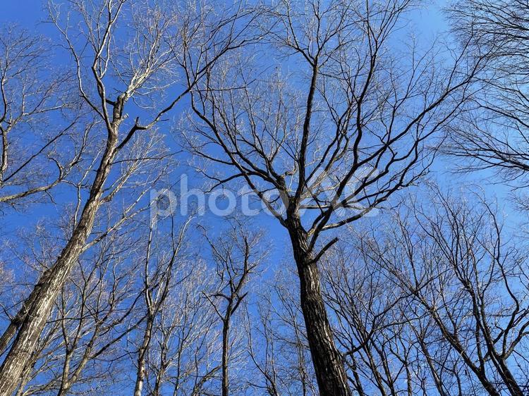 冬枯れたコナラと青い空 冬,青空,冬枯れの写真素材