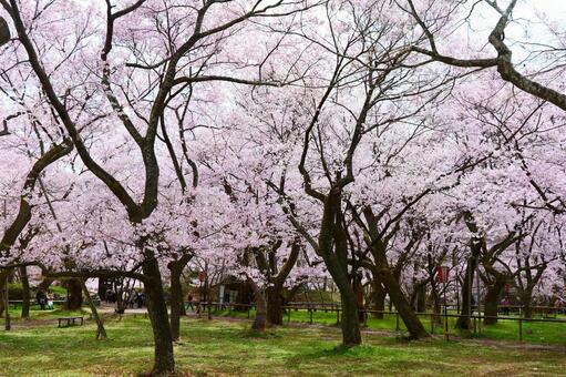 高遠城址公園の桜。 さくら,桜,タカトオコヒガンザクラの写真素材
