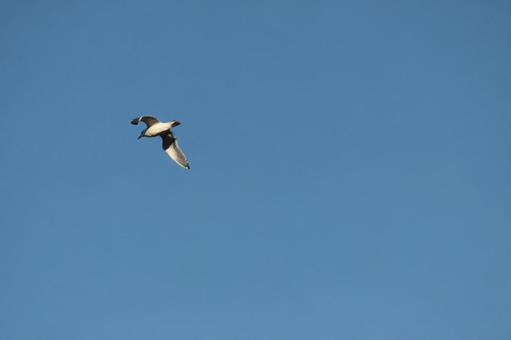 カモメ 空,カモメ,鳥の写真素材