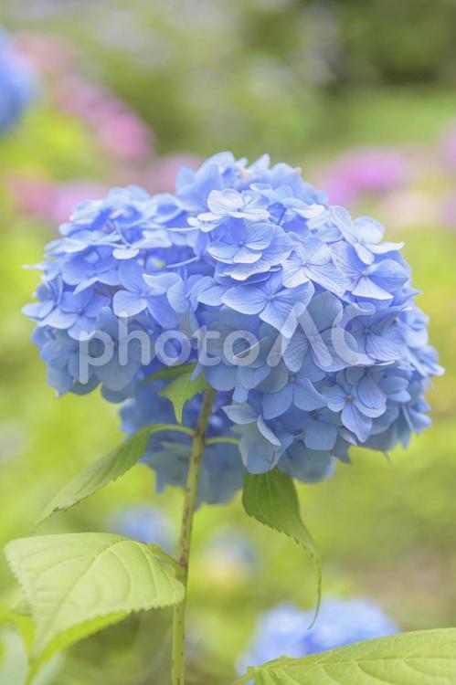 青色の紫陽花　宮城県船岡城址公園 紫陽花,あじさい,青色の写真素材