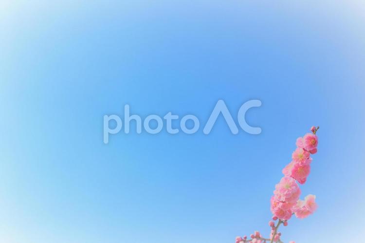 梅の花・しだれ梅 花,春,梅の写真素材