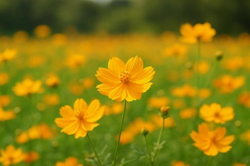 黄花コスモスの写真
