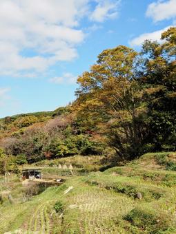 秋の西伊豆の紅葉・石部棚田&山々・松崎町 秋の西伊豆の紅葉・石部棚田&山々・松崎町 秋,石部棚田,紅葉の写真素材