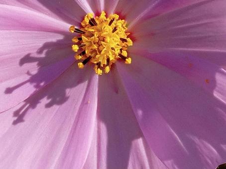 コスモス コスモス,花,秋の写真素材