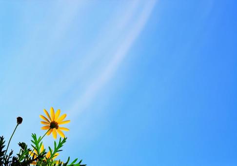 爽やかな空とユリオプスデージー 青空,空,天空の写真素材