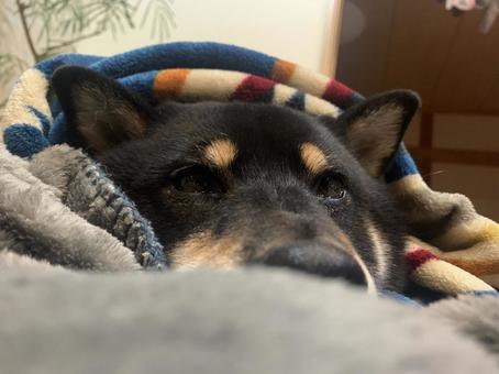 毛布にくるまる柴犬 冬の柴犬,毛布と柴犬,眠たい犬の写真素材