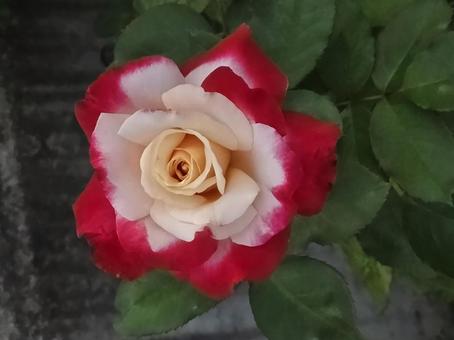 薔薇 薔薇の写真