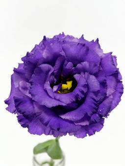 紫色のトルコキキョウの花 紫色のトルコキキョウの花 花,トルコキキョウ,リシアンサスの写真素材