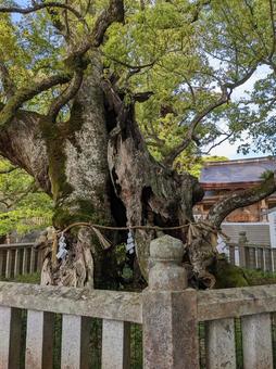 大山祇神社御神木＠しまなみ海道大三島 大山祇神社,大三島,神社の写真素材