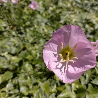 花 花の写真