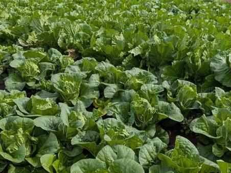 白菜畑 白菜,野菜,自然の写真素材